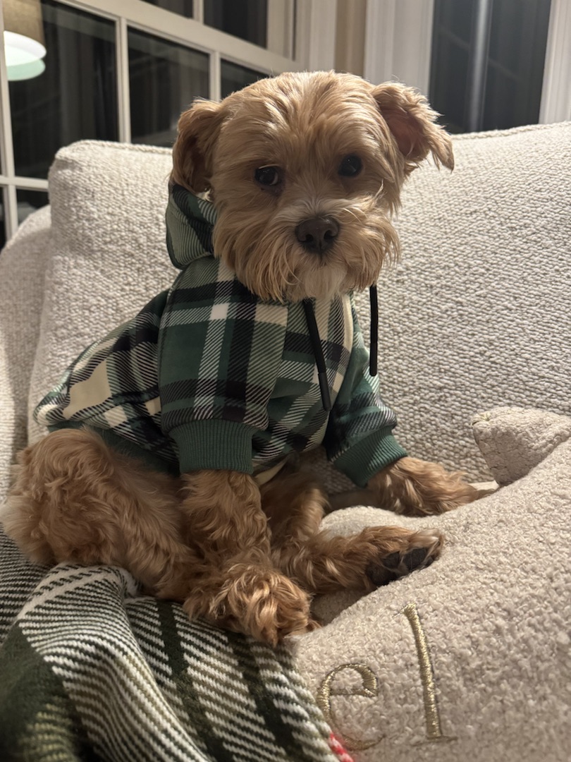 Dibi Chief Bark Officer